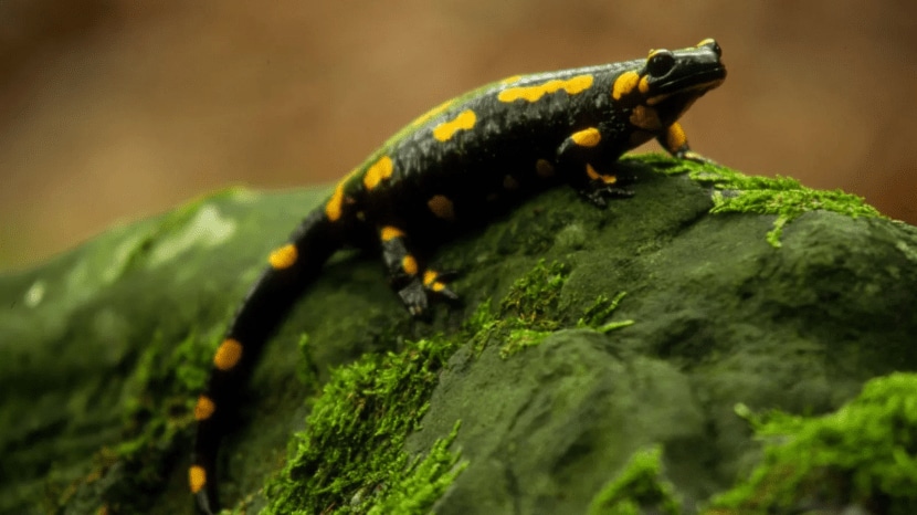 10 creatures that thrive in volcanic environments