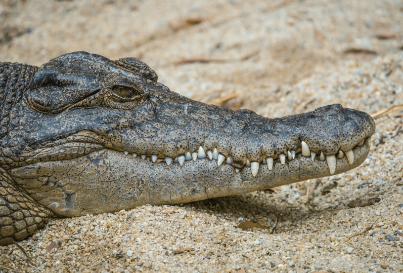 Saltwater Crocodile