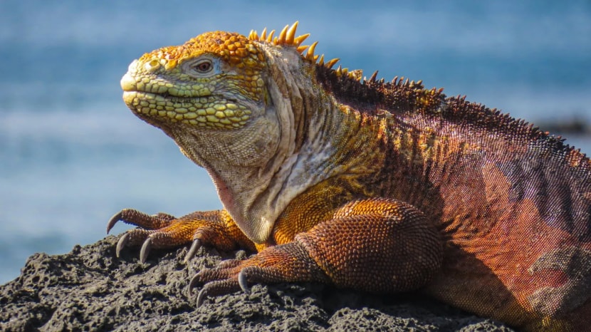 The land iguana can detect volcanic activity and feed on cactus and vegetation. (Source: Canva)