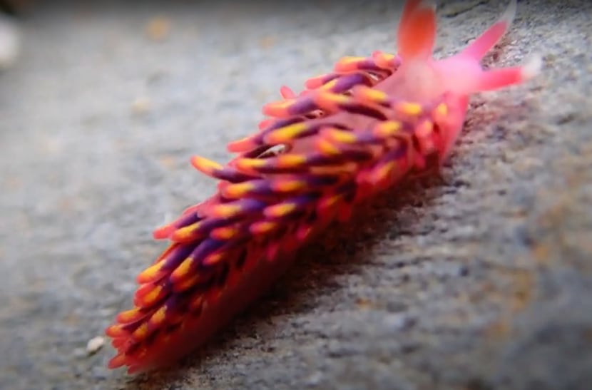 Rainbow Slug