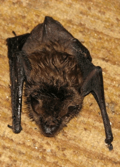 Little brown bat