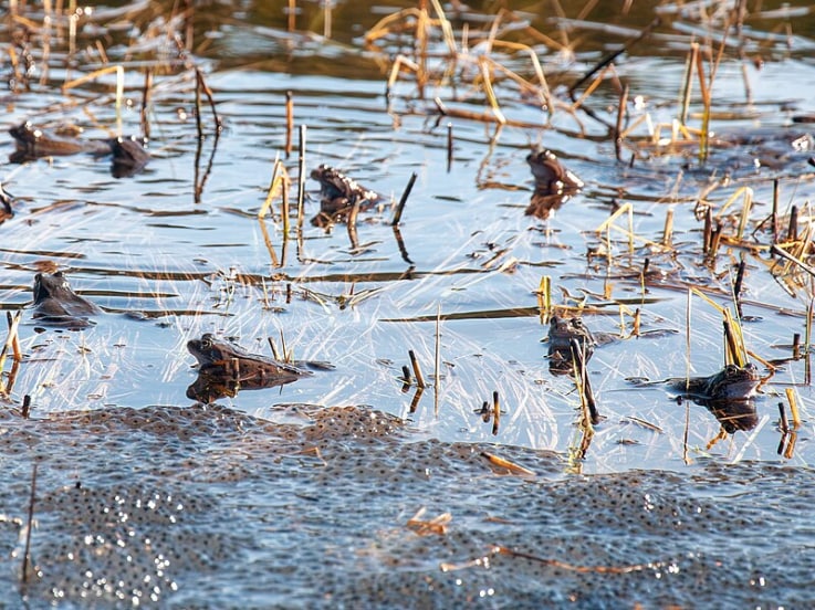 Common frog mass spawning event in the wild