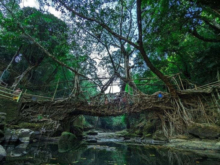 Meghalaya's Living Root Bridges