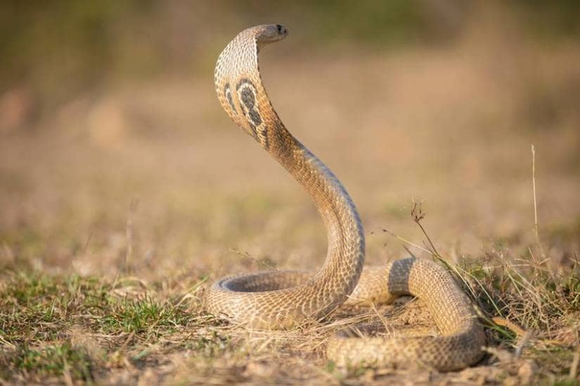 The most poisonous snake on earth