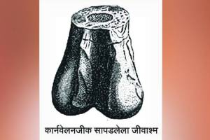 Loksatta kutuhal story of the discovery of dinosaurs