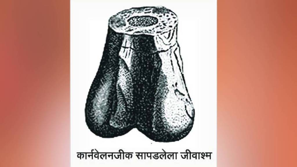 Loksatta kutuhal story of the discovery of dinosaurs