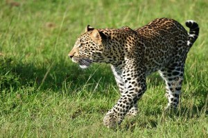 Kasarshirambe , hunter , leopard , Satara ,