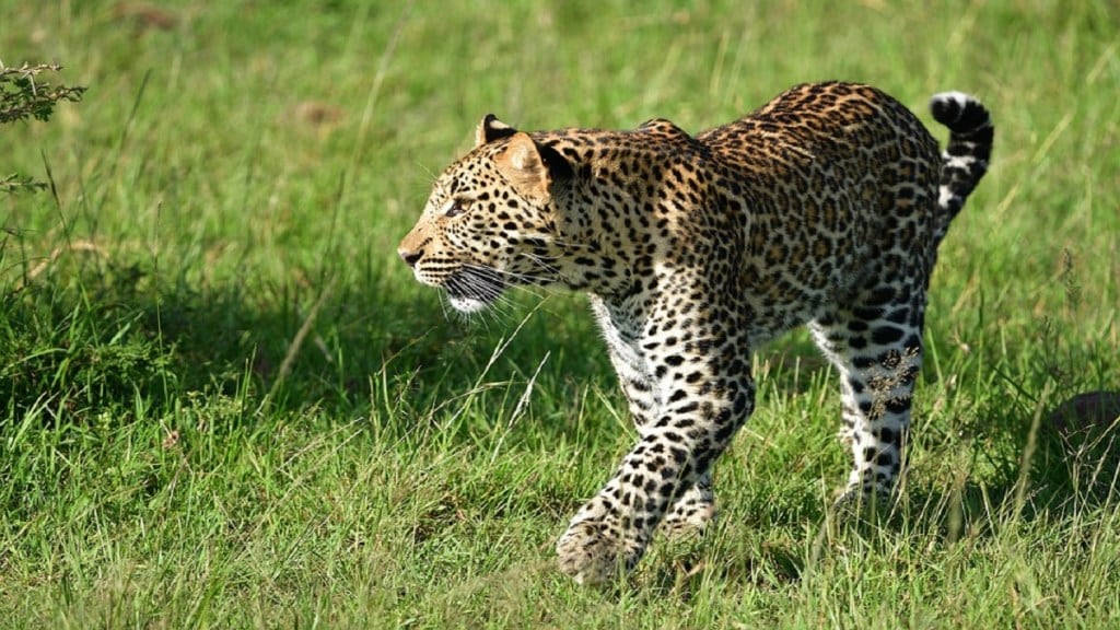 Kasarshirambe , hunter , leopard , Satara ,