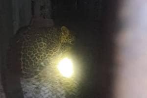 Leopard calf trapped in cage in Nashik