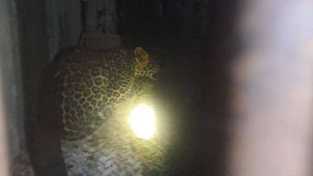 Leopard calf trapped in cage in Nashik