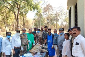 leopard was died after being hit by unknown vehicle at Kosdani Ghat on Nagpur-Tuljapur National Highway