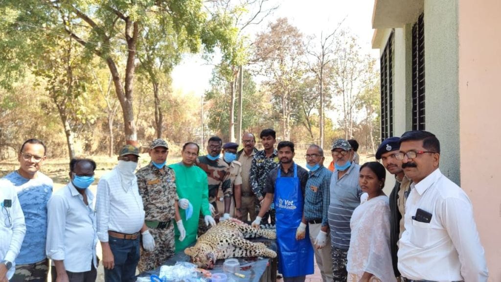 leopard was died after being hit by unknown vehicle at Kosdani Ghat on Nagpur-Tuljapur National Highway