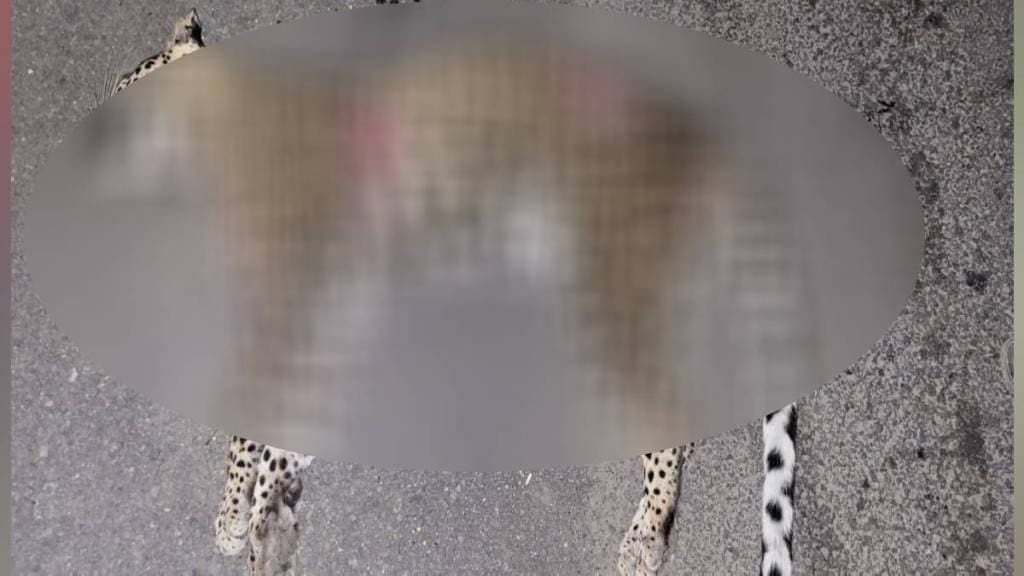 Leopard killed in collision with vehicle in Amravati