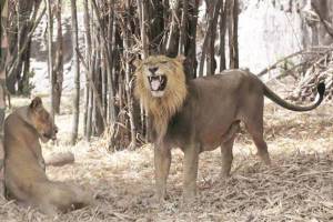 Asiatic lions arrive at Sanjay Gandhi National Park