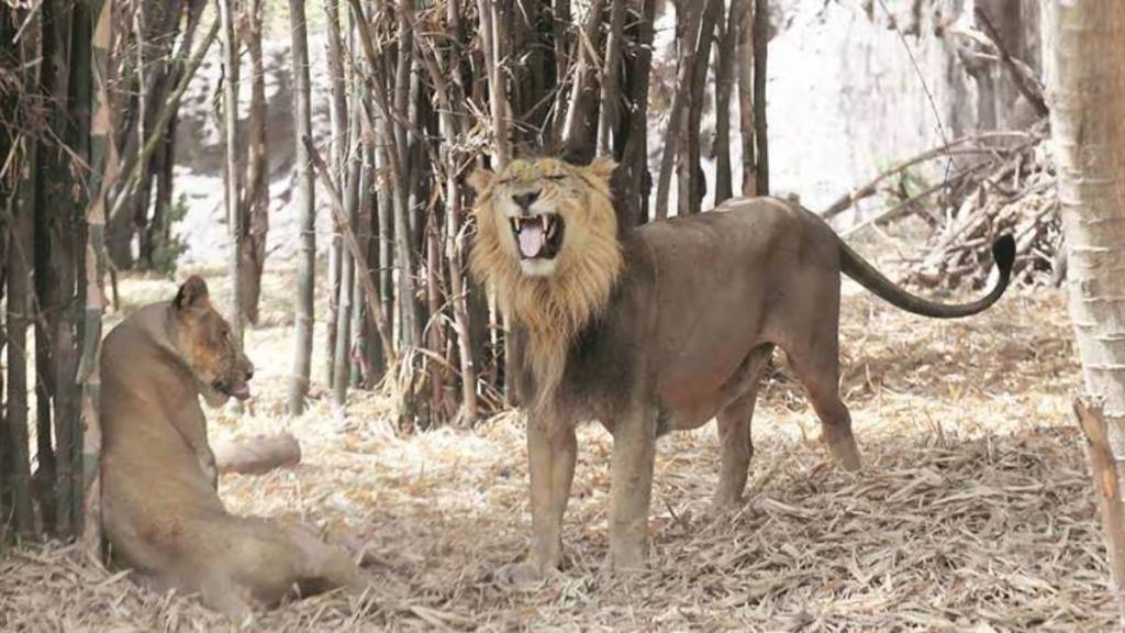 Asiatic lions arrive at Sanjay Gandhi National Park