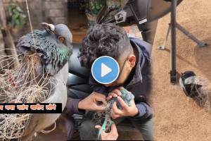 makar sankranti birds emotional video