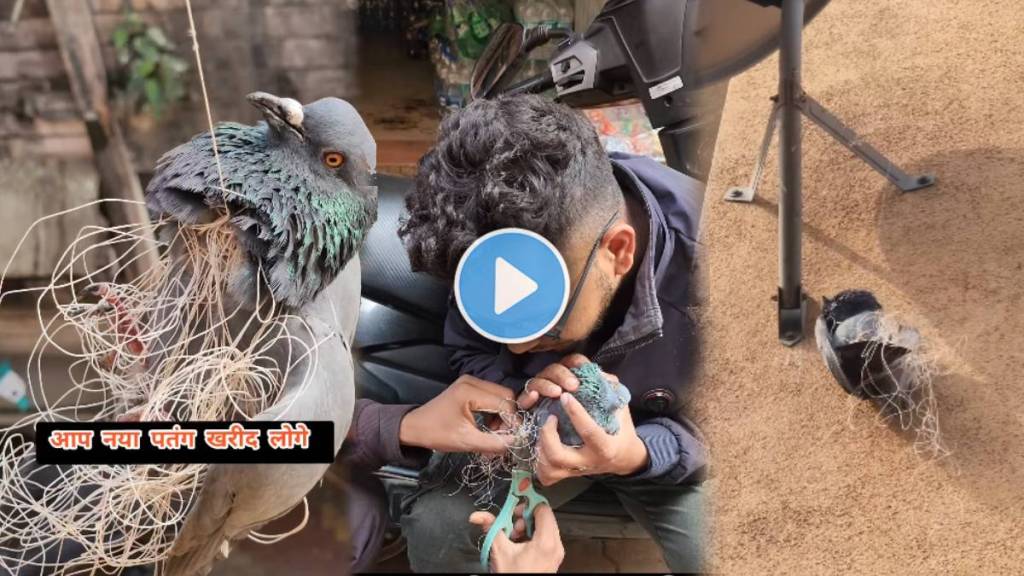 makar sankranti birds emotional video