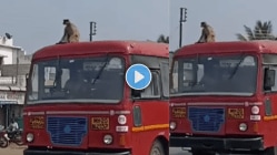 थेट एसटी बसच्या छतावर बसून माकडाचा ऐटीत प्रवास! Viral Video पाहून नेटकरी म्हणे, “तिकीट काढले का?”