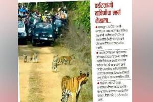 High Court Tourists interference with tigers is a failure of the Forest Department Nagpur news