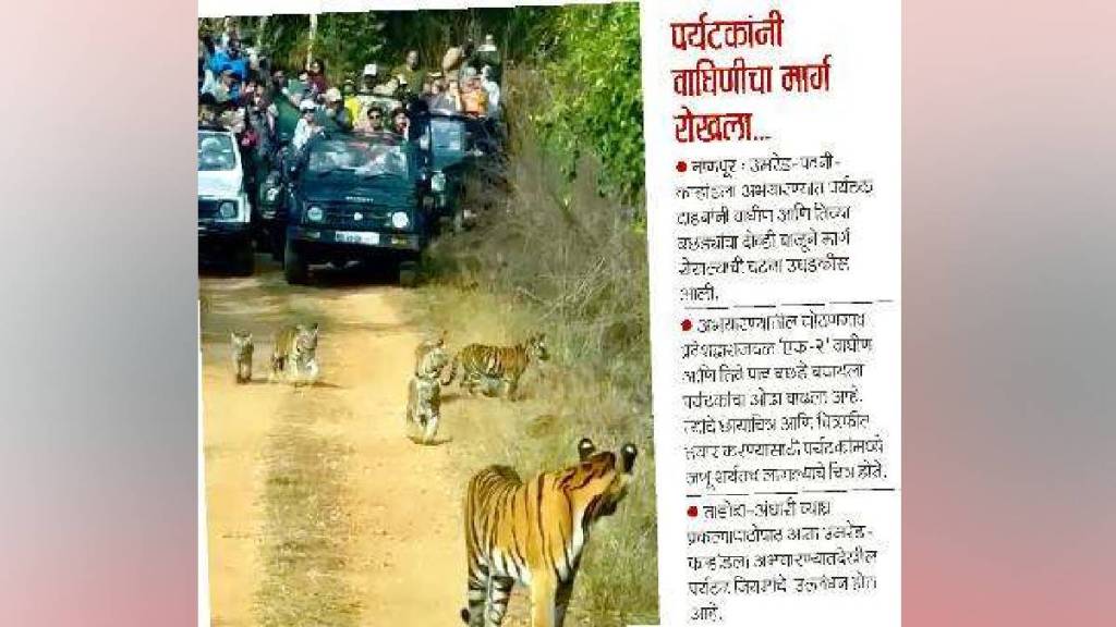 High Court Tourists interference with tigers is a failure of the Forest Department Nagpur news