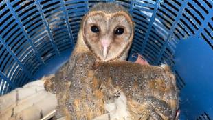 owl trapped in manja rescued