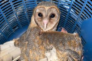 owl trapped in manja rescued