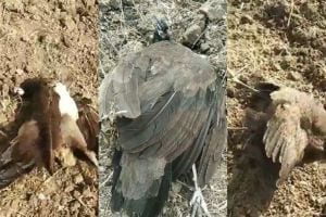 Five peacocks and some birds died simultaneously in farm in Khairi near Kamathi