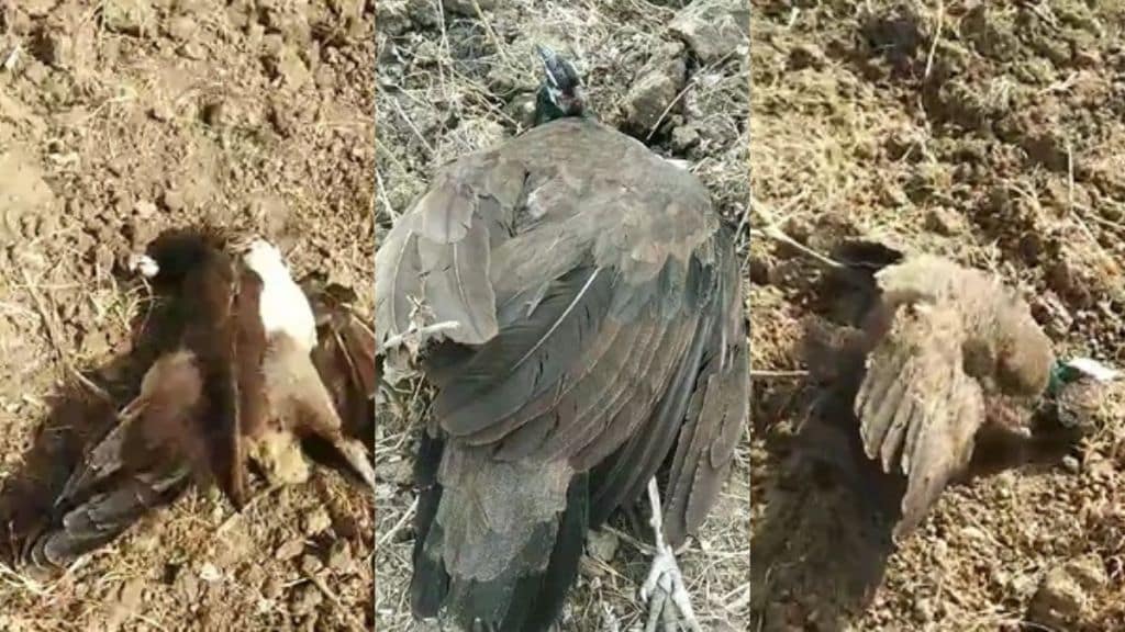 Five peacocks and some birds died simultaneously in farm in Khairi near Kamathi