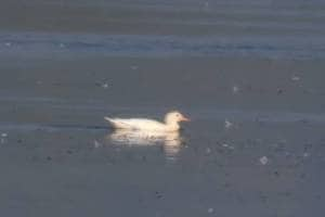 rare albino Garhwal duck in the Irai Dam area