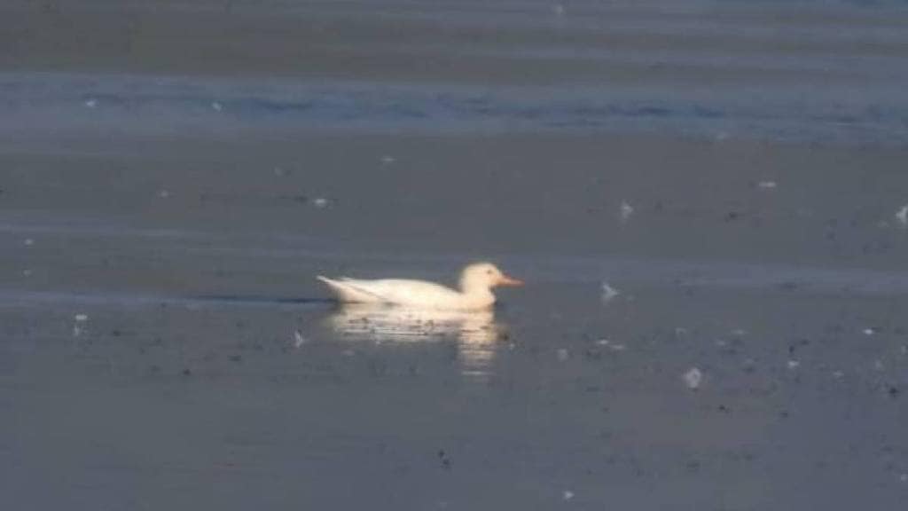 rare albino Garhwal duck in the Irai Dam area