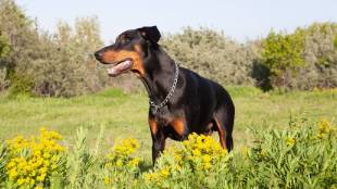 Sangamner case registered rottweiler dog breed