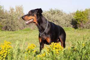 Sangamner case registered rottweiler dog breed