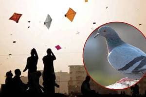 Helpline launched for injured birds on the occasion of Makar Sankranti mumbai news