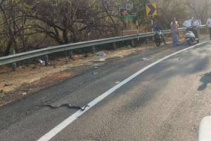 traffic stopped due to snake crossing road on khambatki ghat