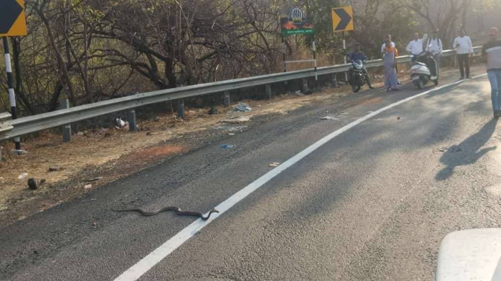 traffic stopped due to snake crossing road on khambatki ghat