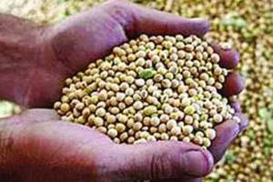 maharashtra tops in soybean procurement