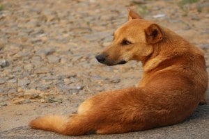 resident , feeding stray dogs, stray dogs,