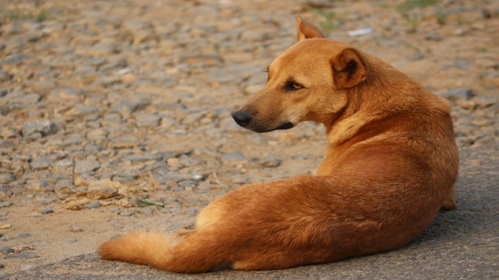 resident , feeding stray dogs, stray dogs,