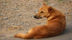 भटक्या श्वानांना खायला घालण्यापासून रहिवाशाला रोखू नका, उच्च न्यायालयाचे नवी मुंबईस्थित गृहनिर्माण संस्थेला आदेश