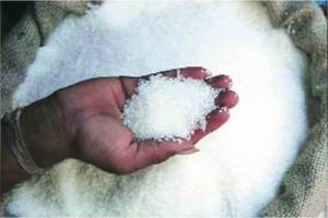 How much sugar will be exported from Maharashtra mumbai news