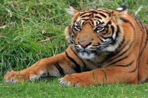 H5N1 tigers, tigers, zoos , tiger news, tiger latest news,