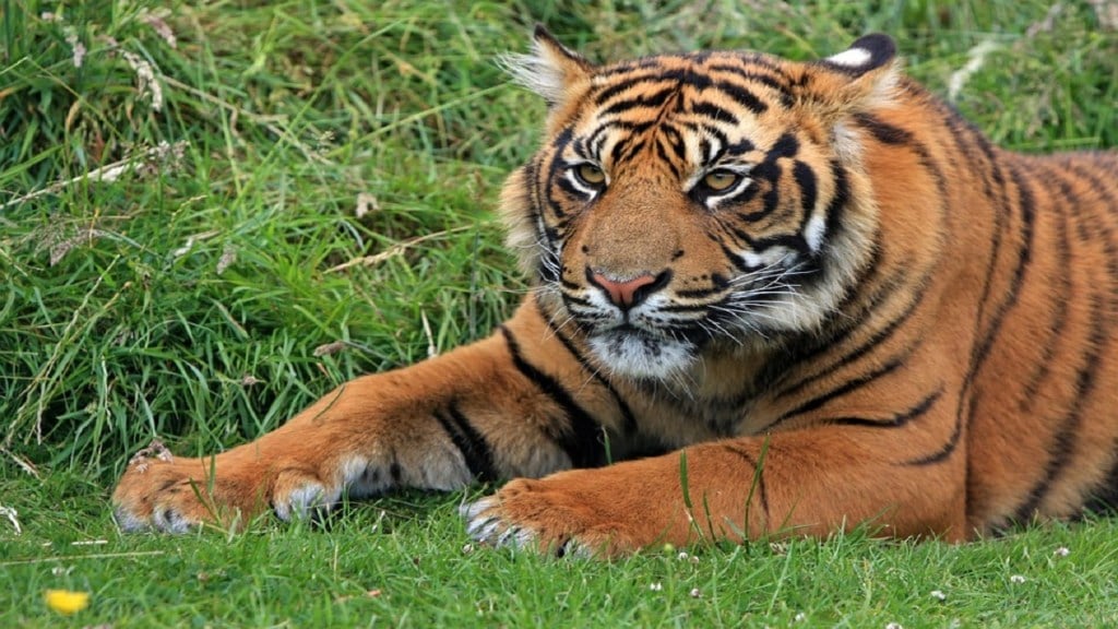 H5N1 tigers, tigers, zoos , tiger news, tiger latest news,