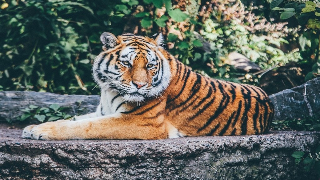 Tiger death , Kohka-Bhanpur route, tiger gondia ,