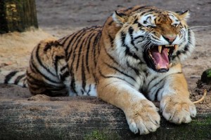 Maharashtra Two Tiger Death, Tiger Death, pench ,