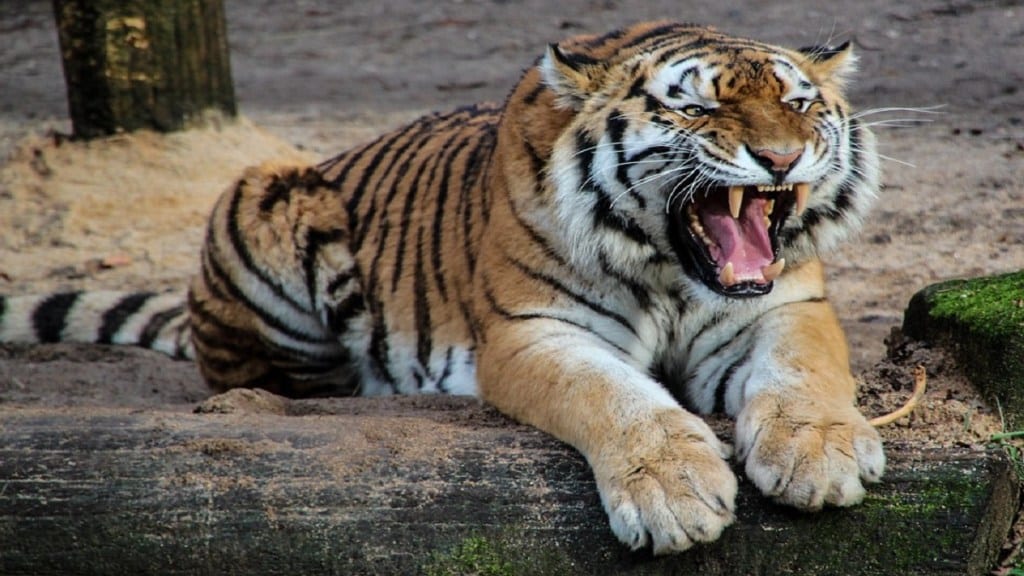 Maharashtra Two Tiger Death, Tiger Death, pench ,