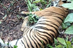 Tiger dead in train collision on Ballarsha-Chandrapur route