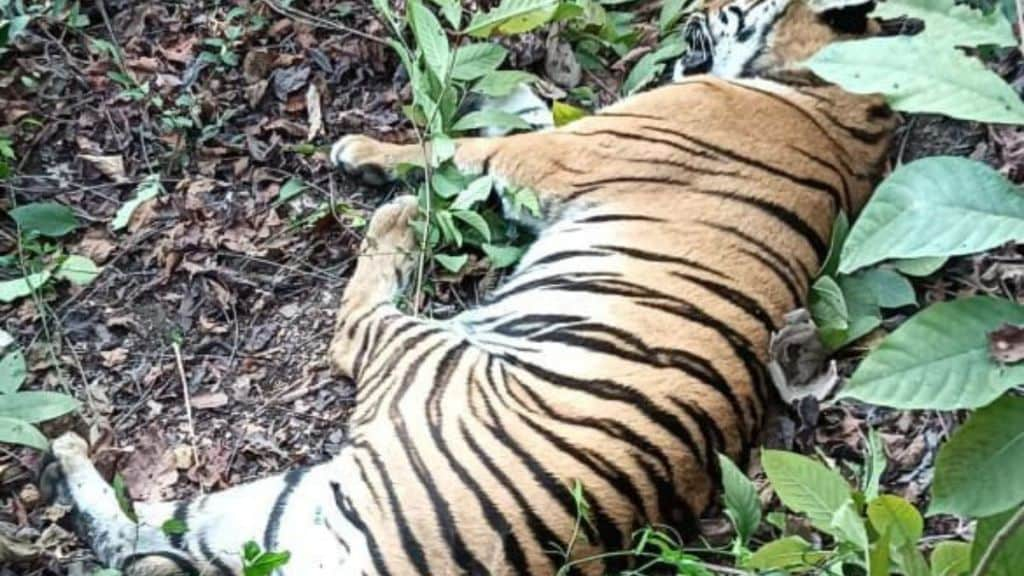 Tiger dead in train collision on Ballarsha-Chandrapur route