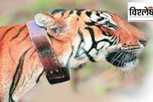 Loksatta explained What radio collars have revealed about tiger migration