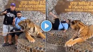 tiger Viral Video today trending news