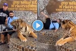 tiger Viral Video today trending news